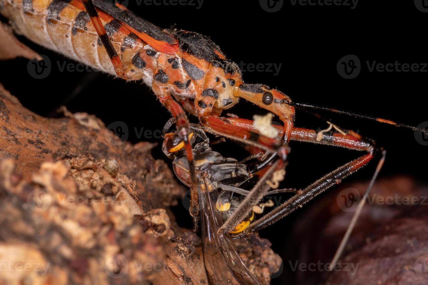 insectes assassins s'attaquant à une guêpe photo