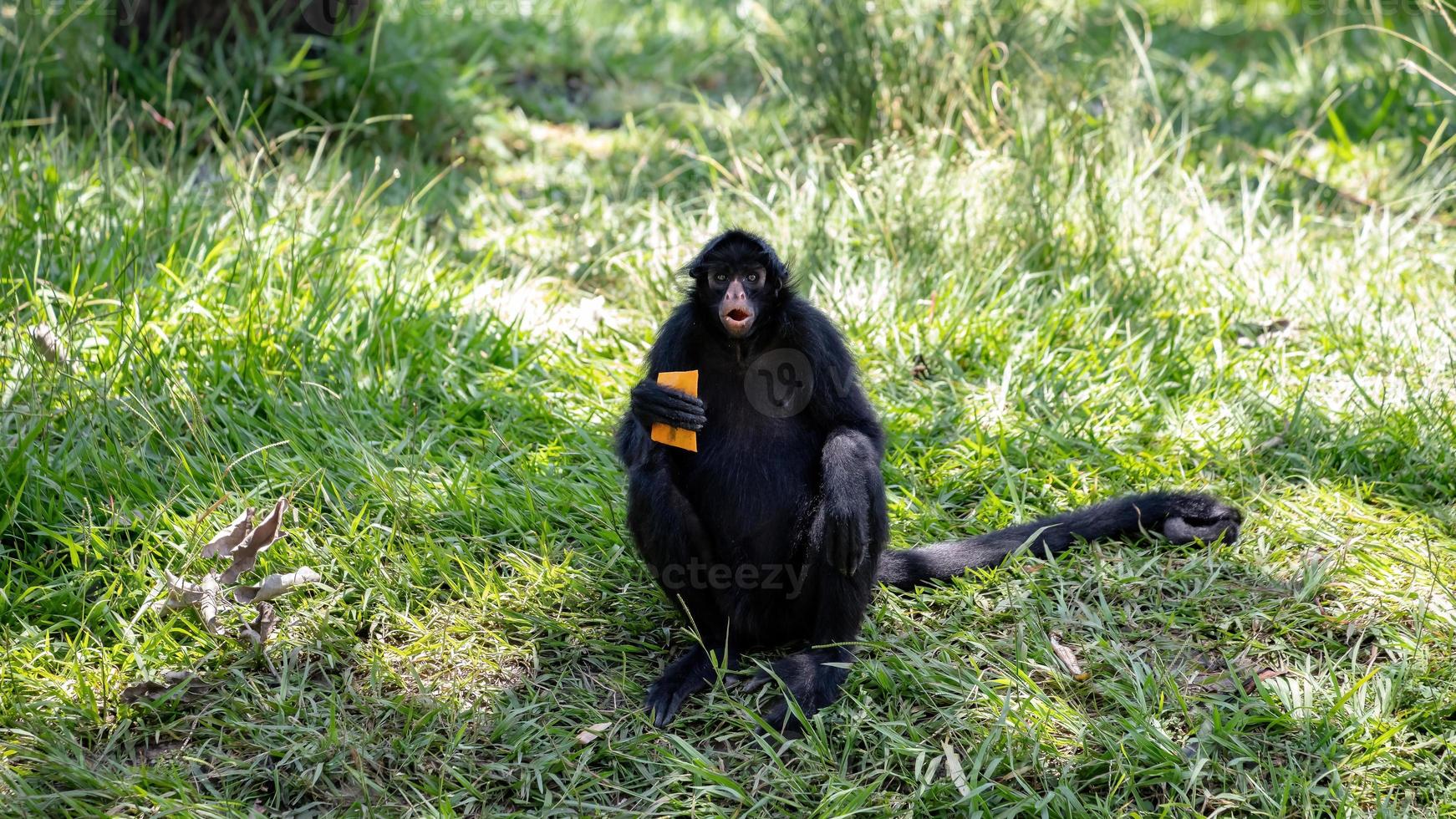 singe araignée noir à face noire photo