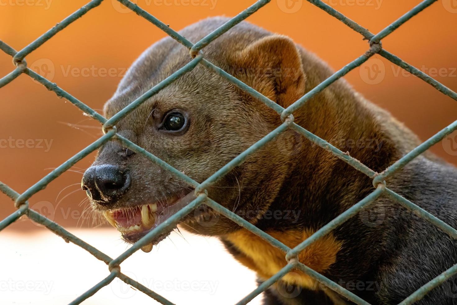 animal sauvage tayra photo