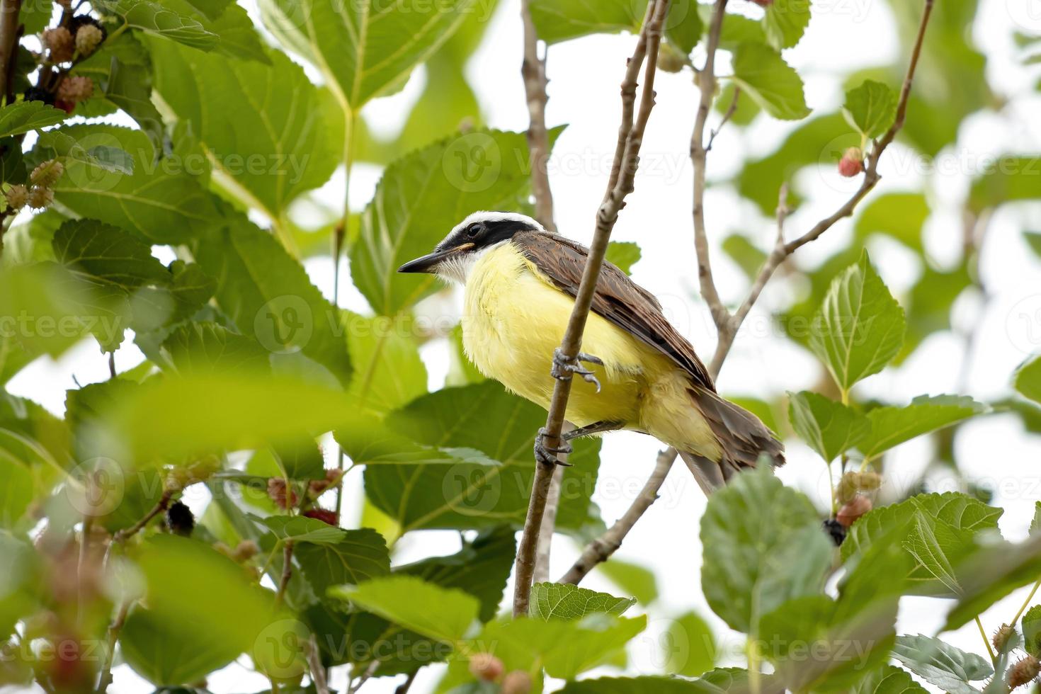 grand kiskadee adulte photo