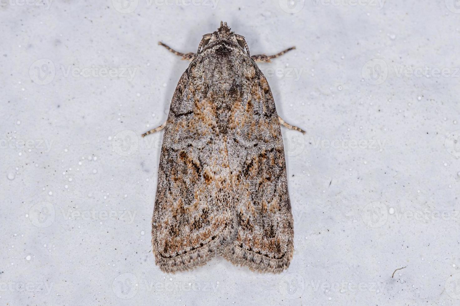 papillon de la chenille de l'olivier noir adulte photo