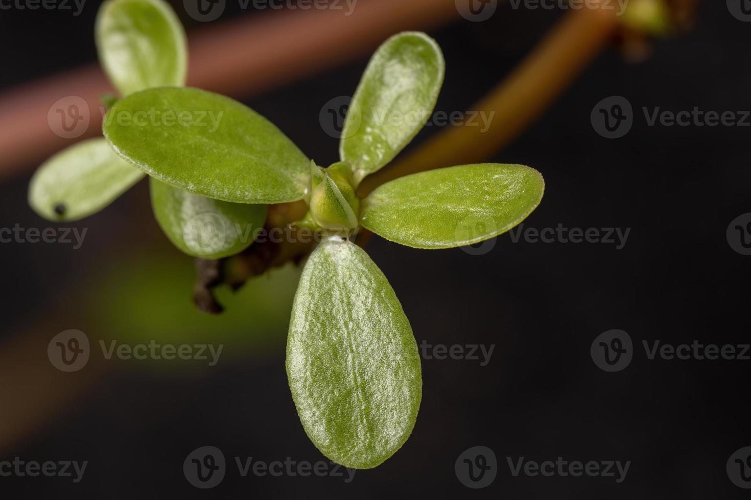 feuilles d'une plante de pourpier commun photo