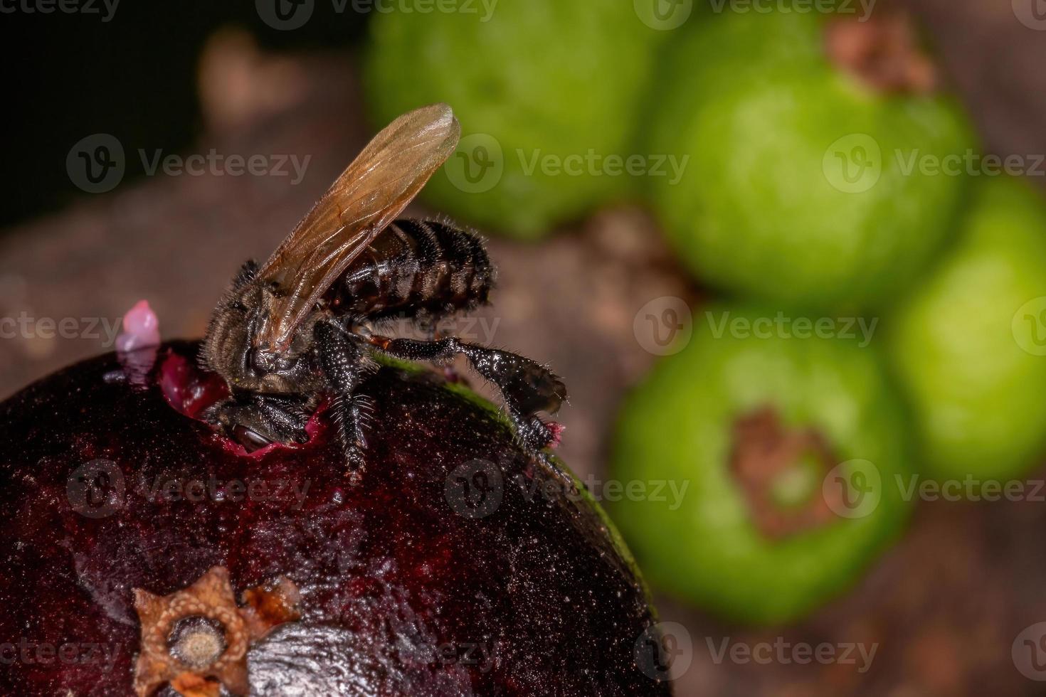 abeille noire sans dard photo