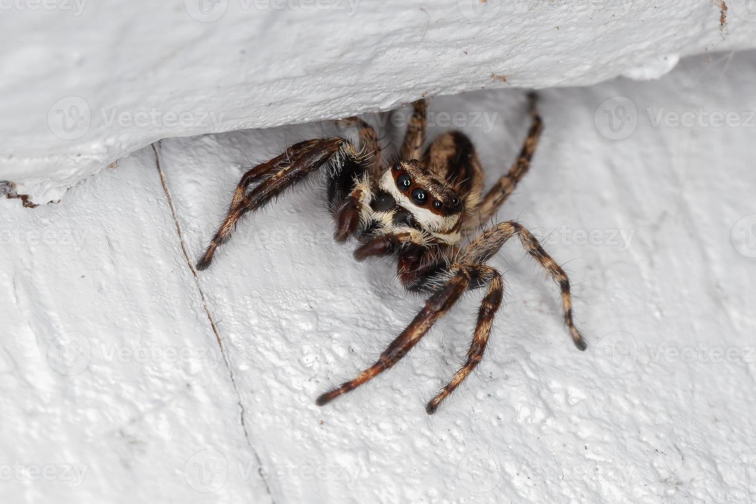 Araignée sauteuse mur gris mâle adulte photo