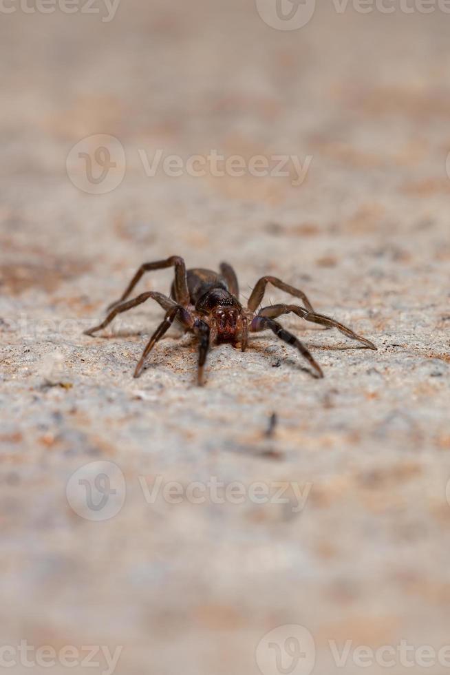 araignée rôdeuse brésilienne photo