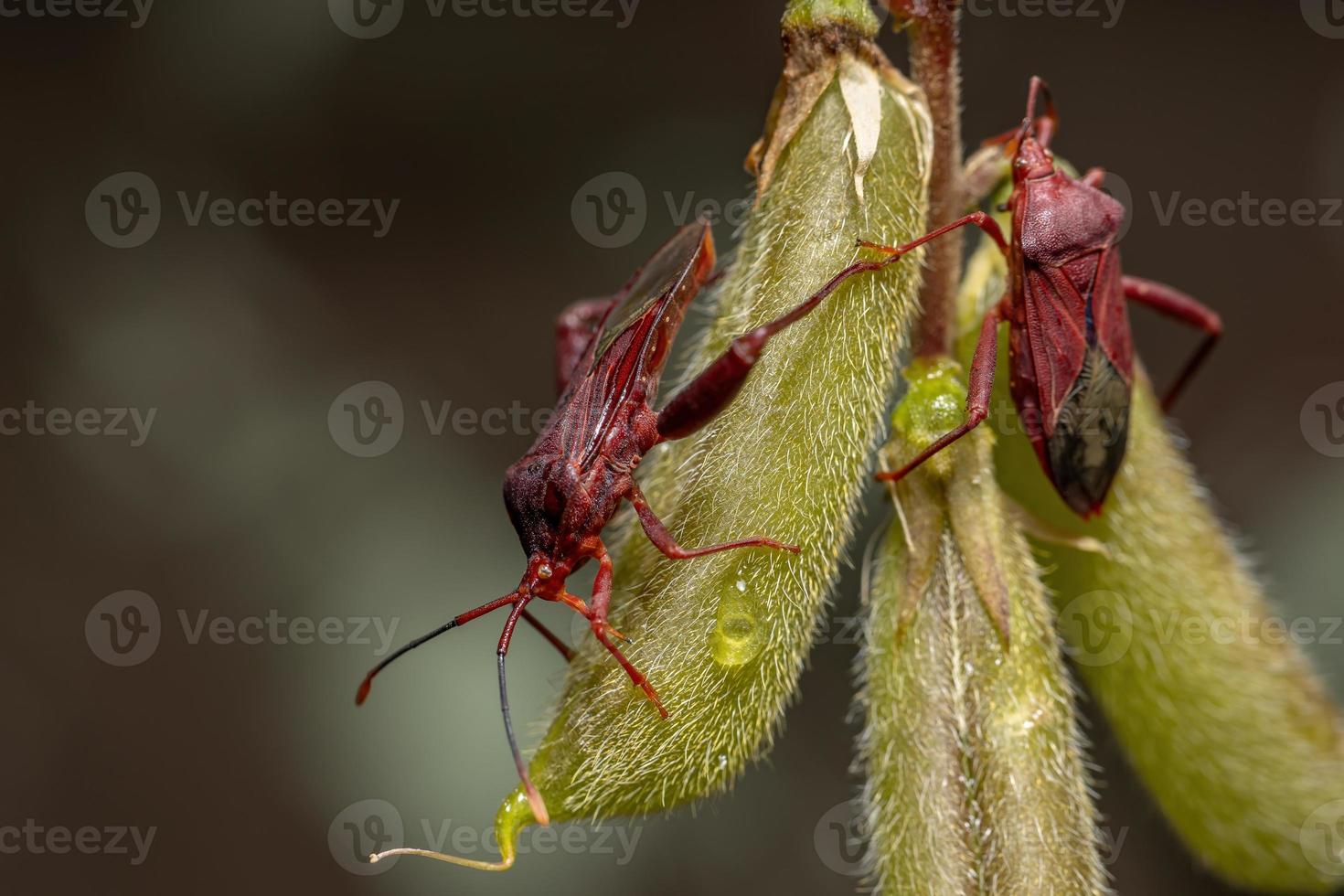 punaise à pieds feuille adulte photo