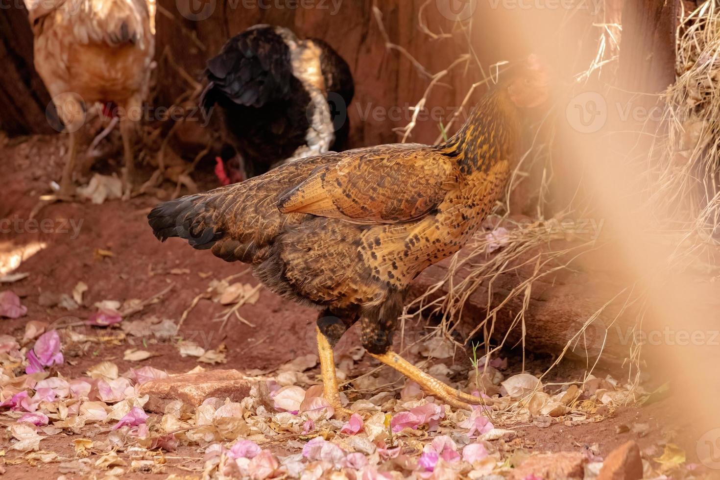 poulet animal domestique photo