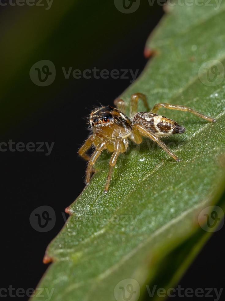 petite araignée sauteuse photo