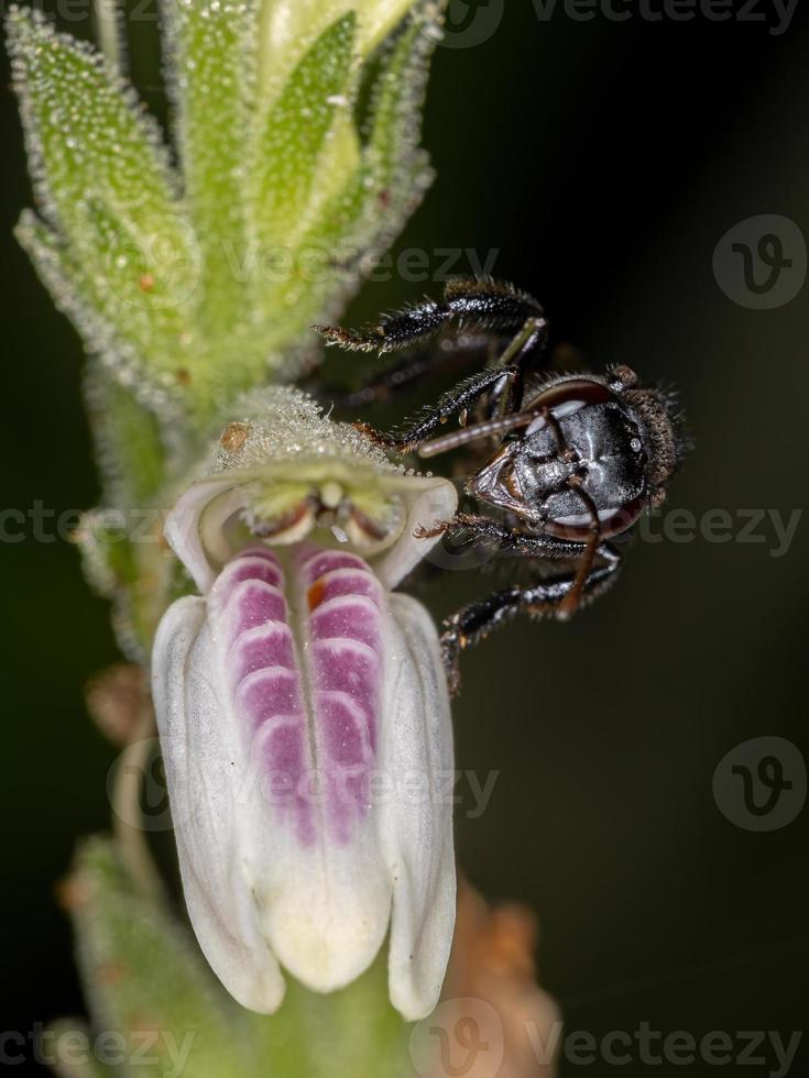 Abeille sans dard femelle adulte du genre trigona sur une fleur photo