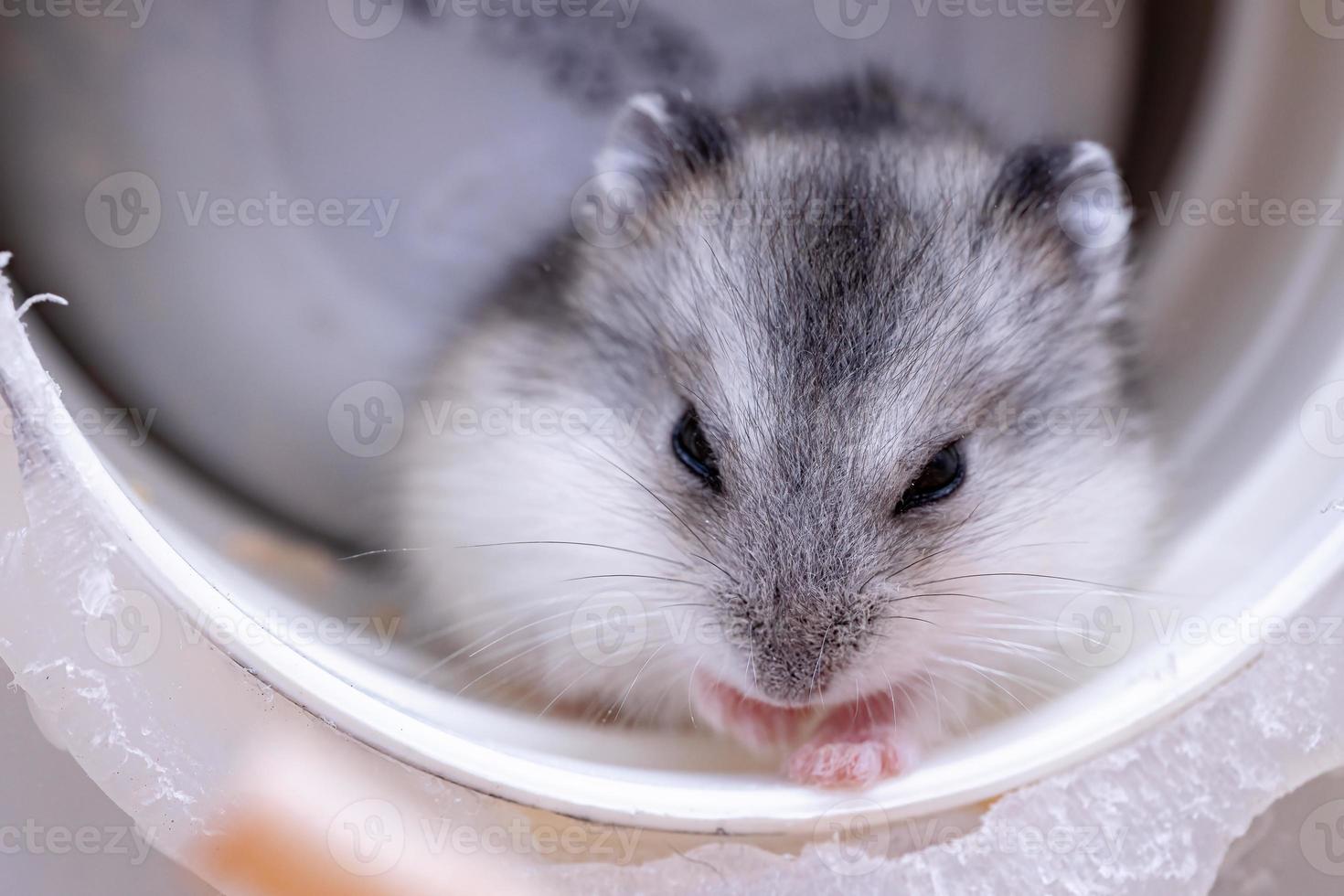 le hamster nain de Campbell photo