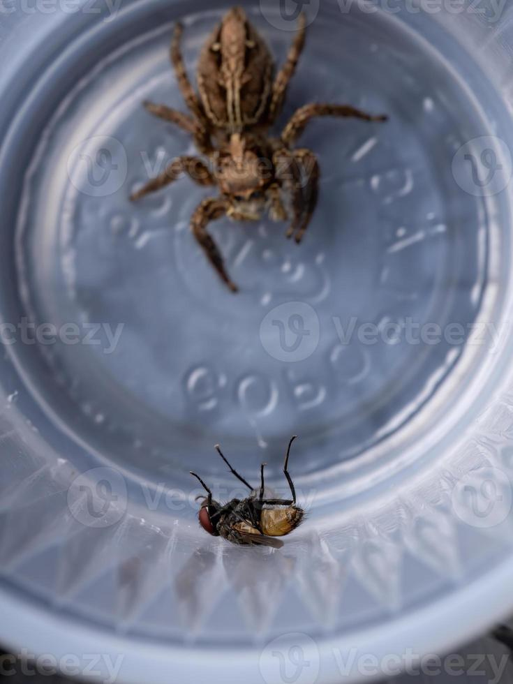 mouche domestique avec une araignée sauteuse pantropicale en arrière-plan photo