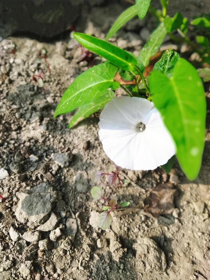 kalmishak est surtout bénéfique pour le yeux. kalmishaka aiguise vue. anti-maladie kalmi feuilles avoir une lot de vitamine 'c'. il actes comme un anti-oxydant et empêche divers maladies dans le corps photo