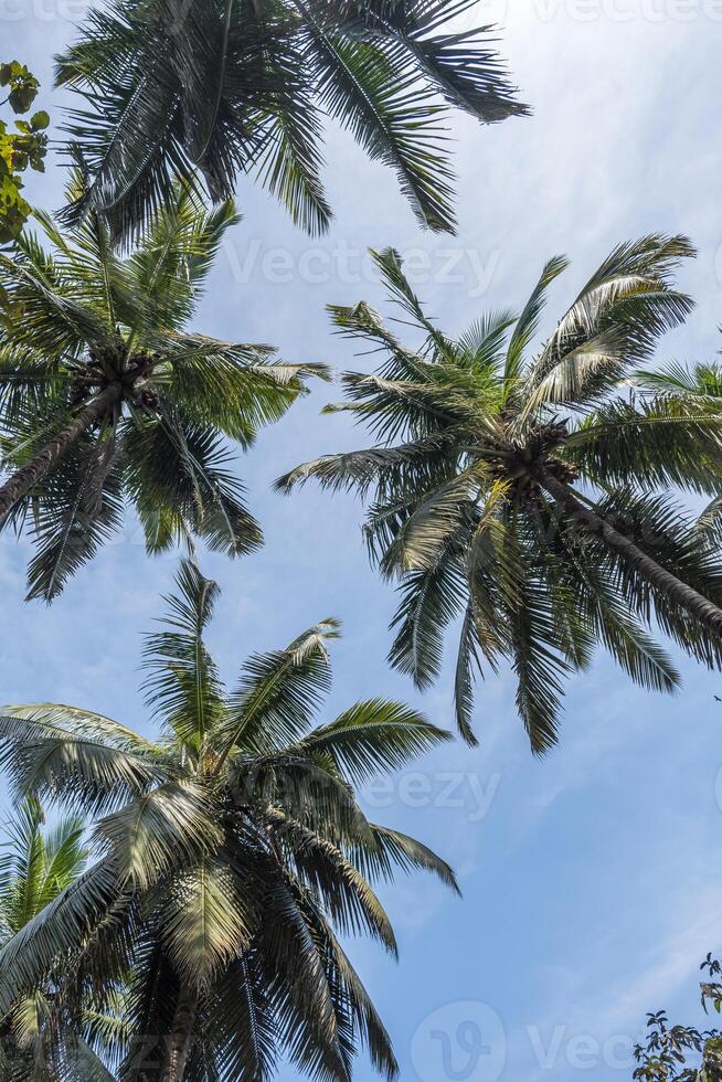 silhouettes de noix de coco des arbres paumes contre le bleu ciel de Inde avec le coucher du soleil photo