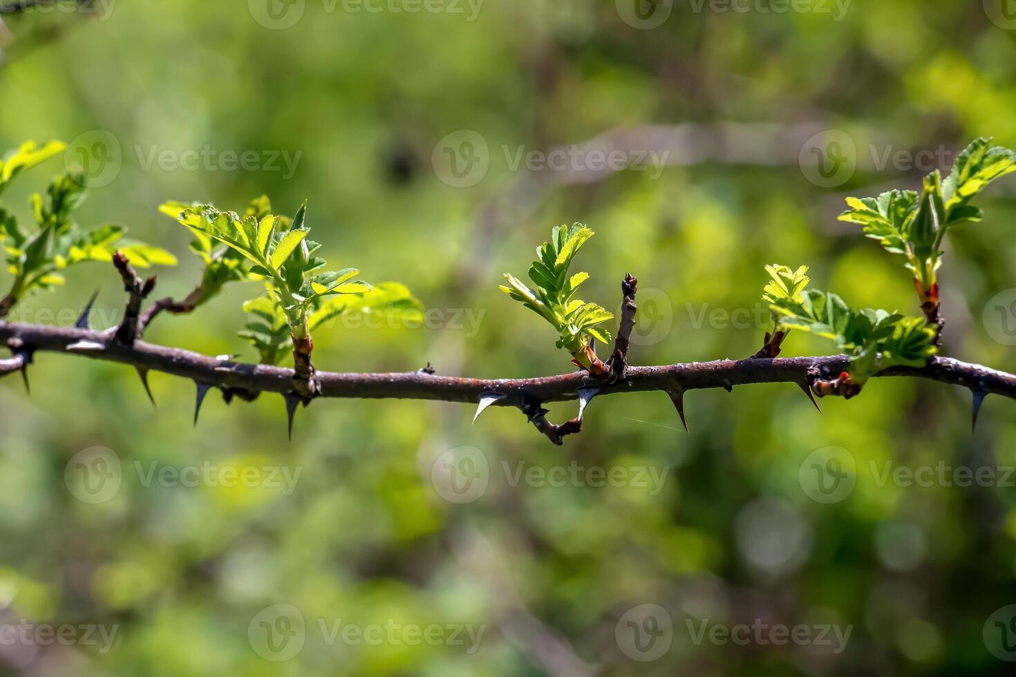 fragment de une branche avec bourgeons de Rosa Hugonis dans de bonne heure printemps, communément connu comme le chinois Rose. photo