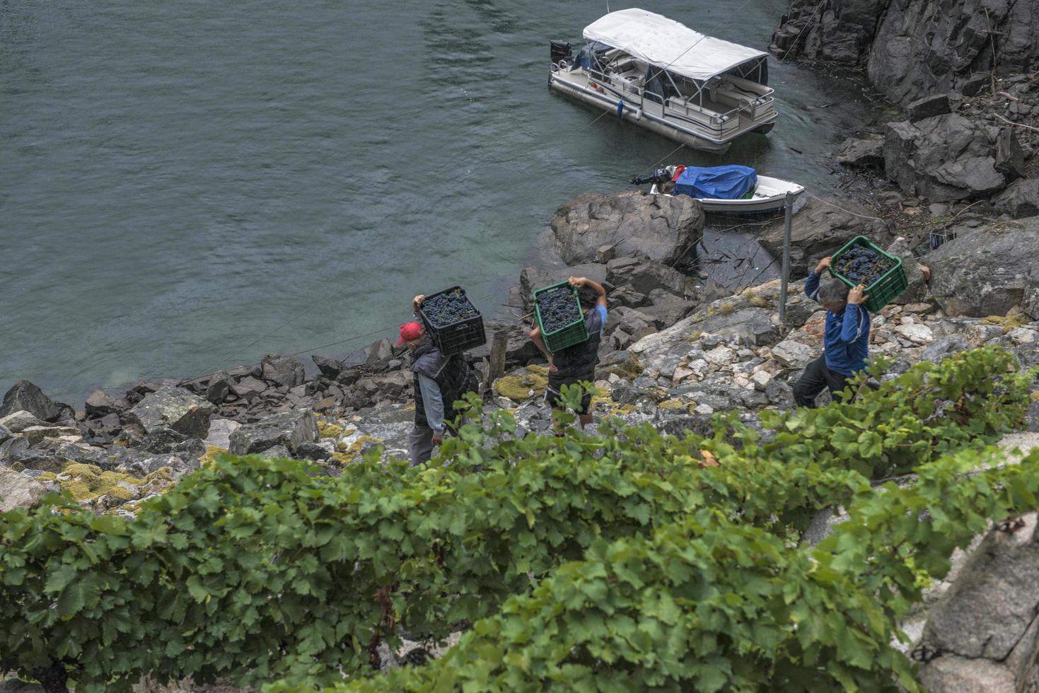 Lugo, Galice, Espagne, 2021- hommes transportant des caisses de raisins sur des pentes raides jusqu'au bateau à moteur qui les transportera. photo