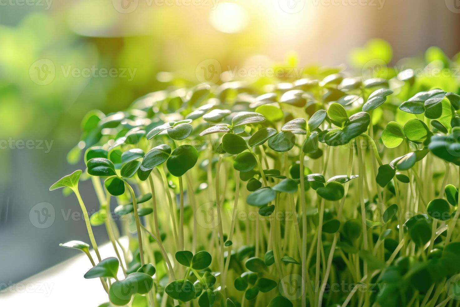 ai généré microgreens choux - en bonne santé et frais. concept de Accueil jardinage et croissance verdure à l'intérieur photo