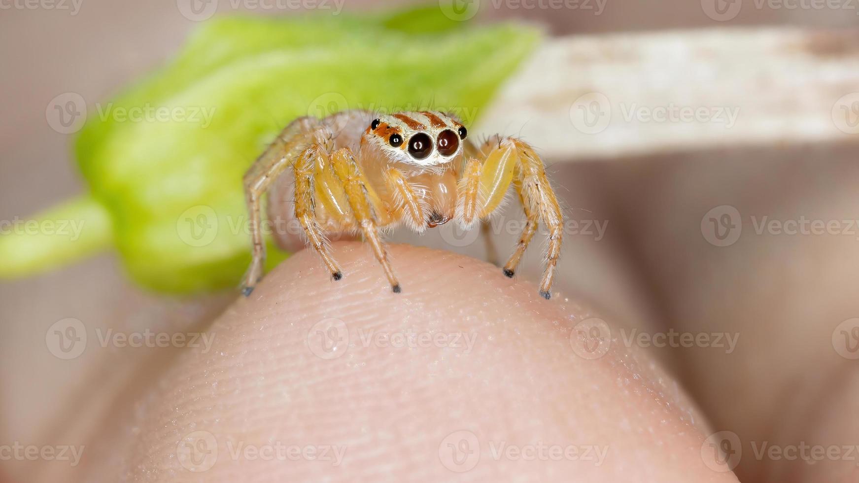 araignée sauteuse adulte photo