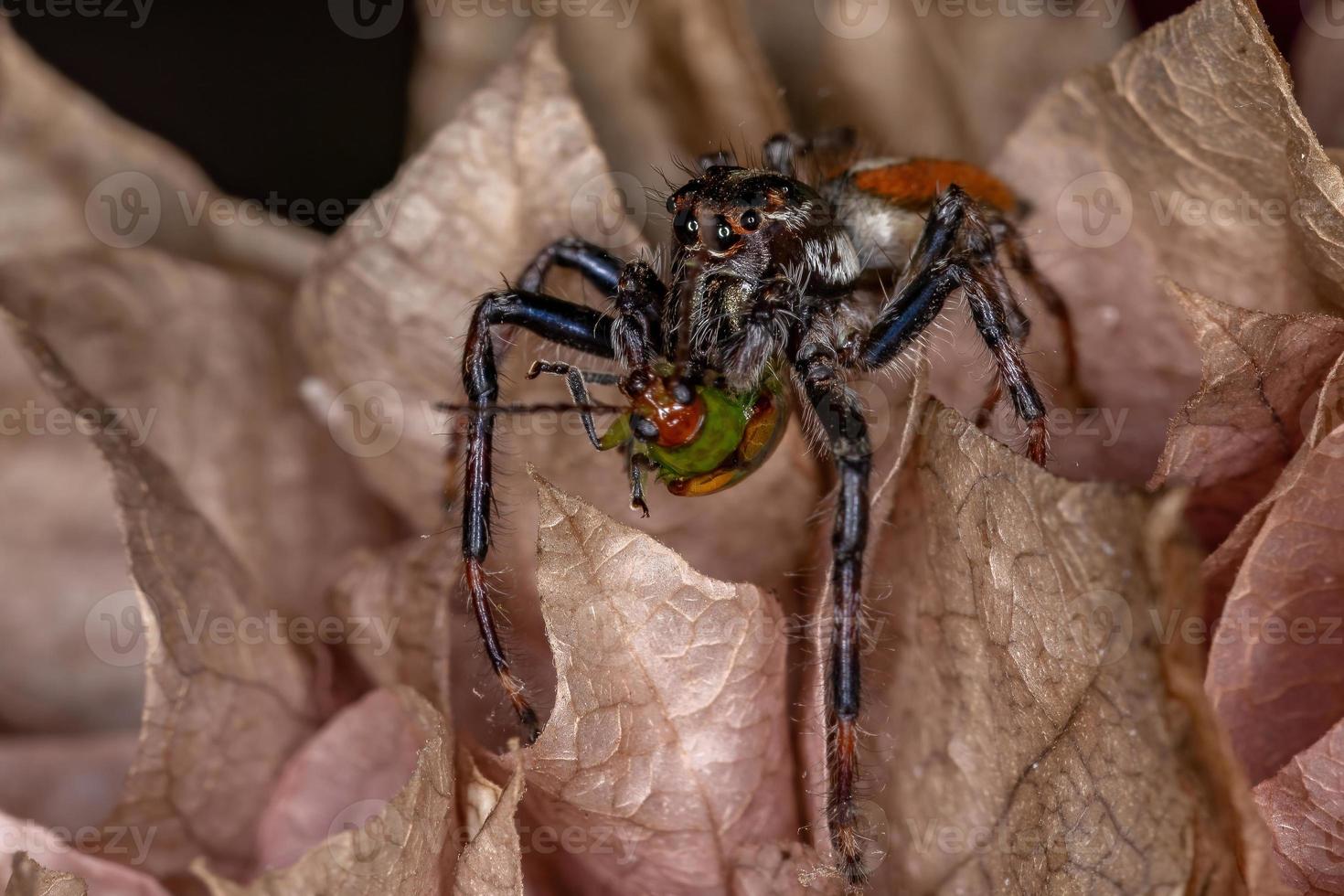 Araignée sauteuse mâle adulte s'attaquant à un coléoptère cucurbitacé photo
