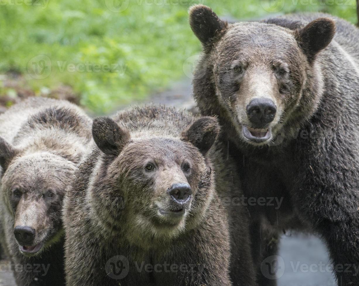 maman ours brun et deux oursons, anan creek, alaska photo