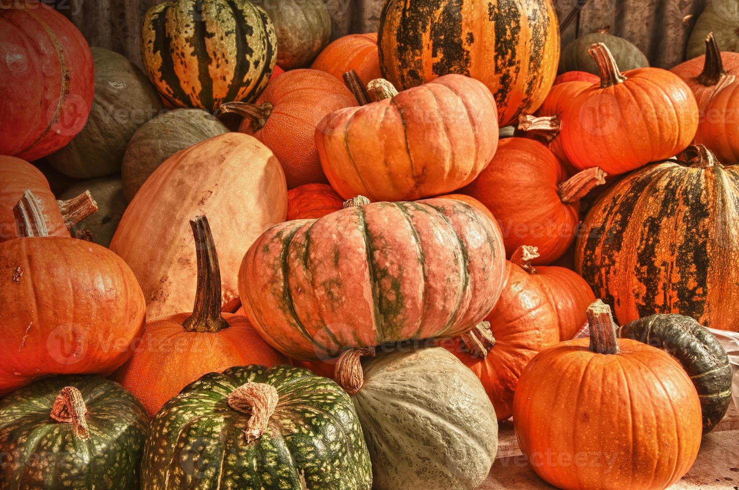 citrouilles du patrimoine, apple hill, californie photo