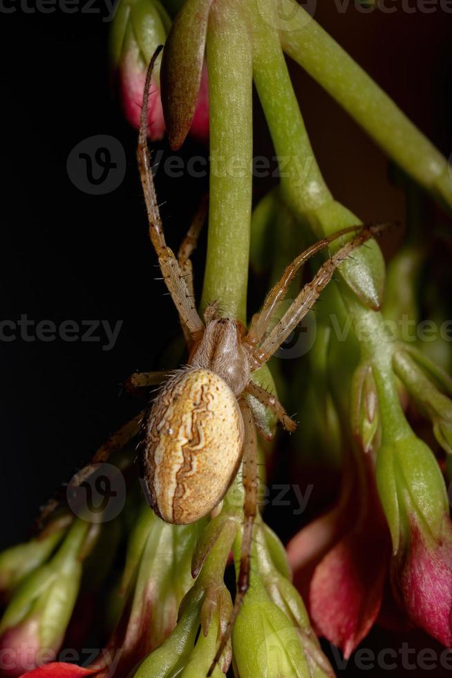 araignée néoscona herbe photo