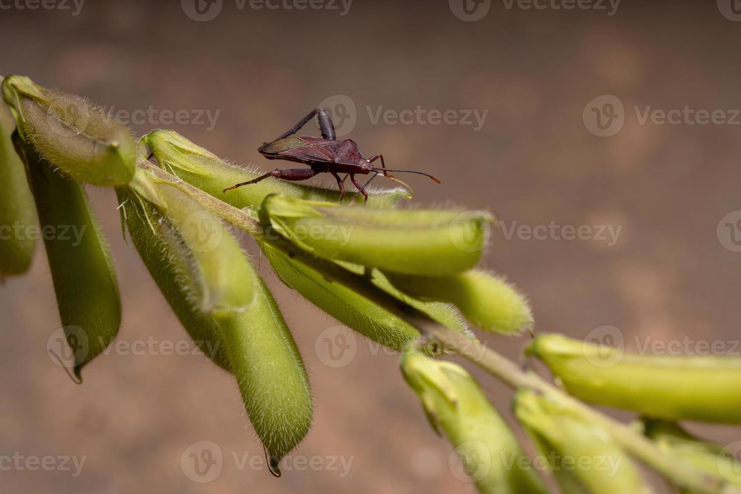 punaise à pieds feuille adulte photo