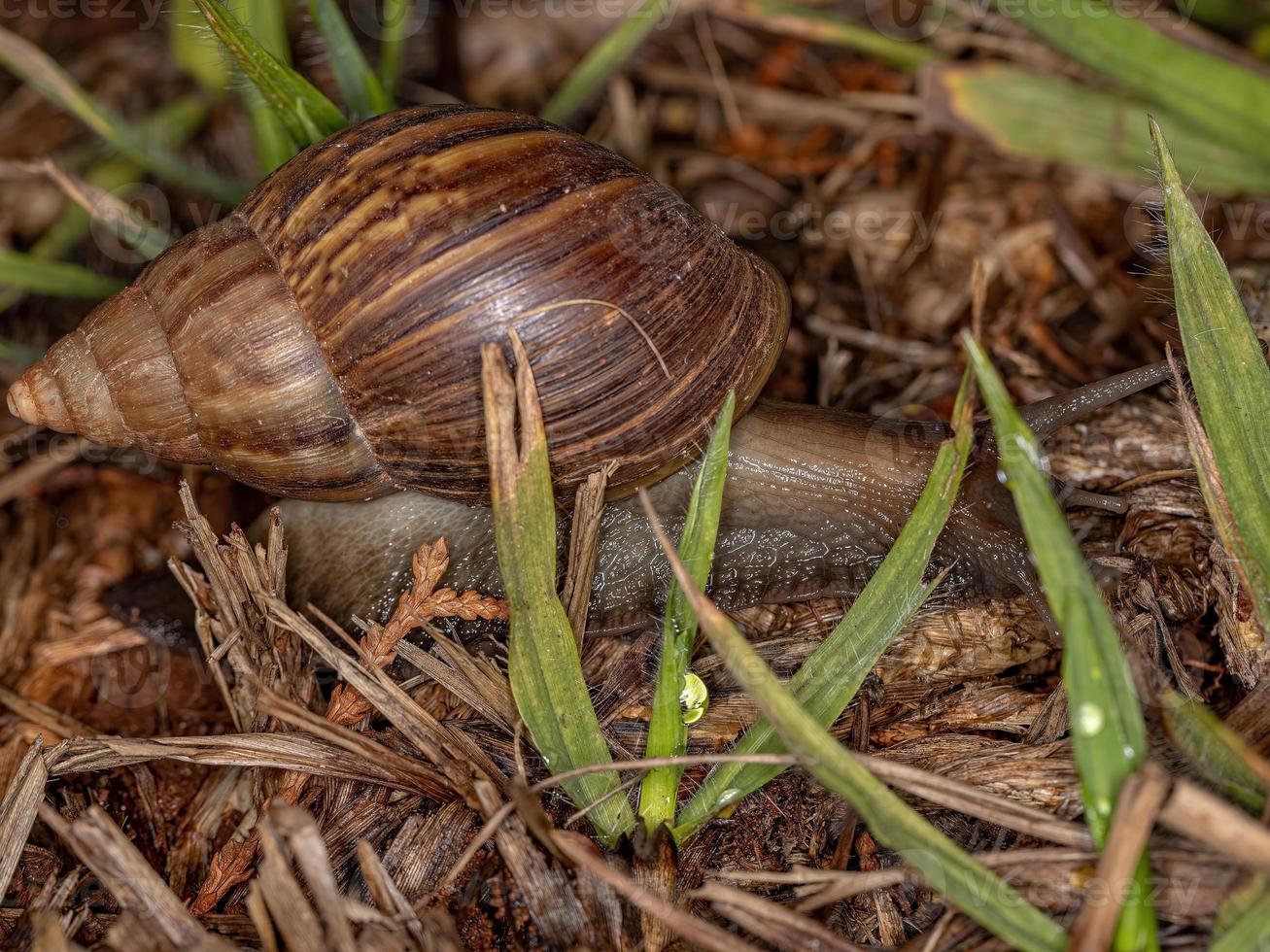 escargot géant africain photo