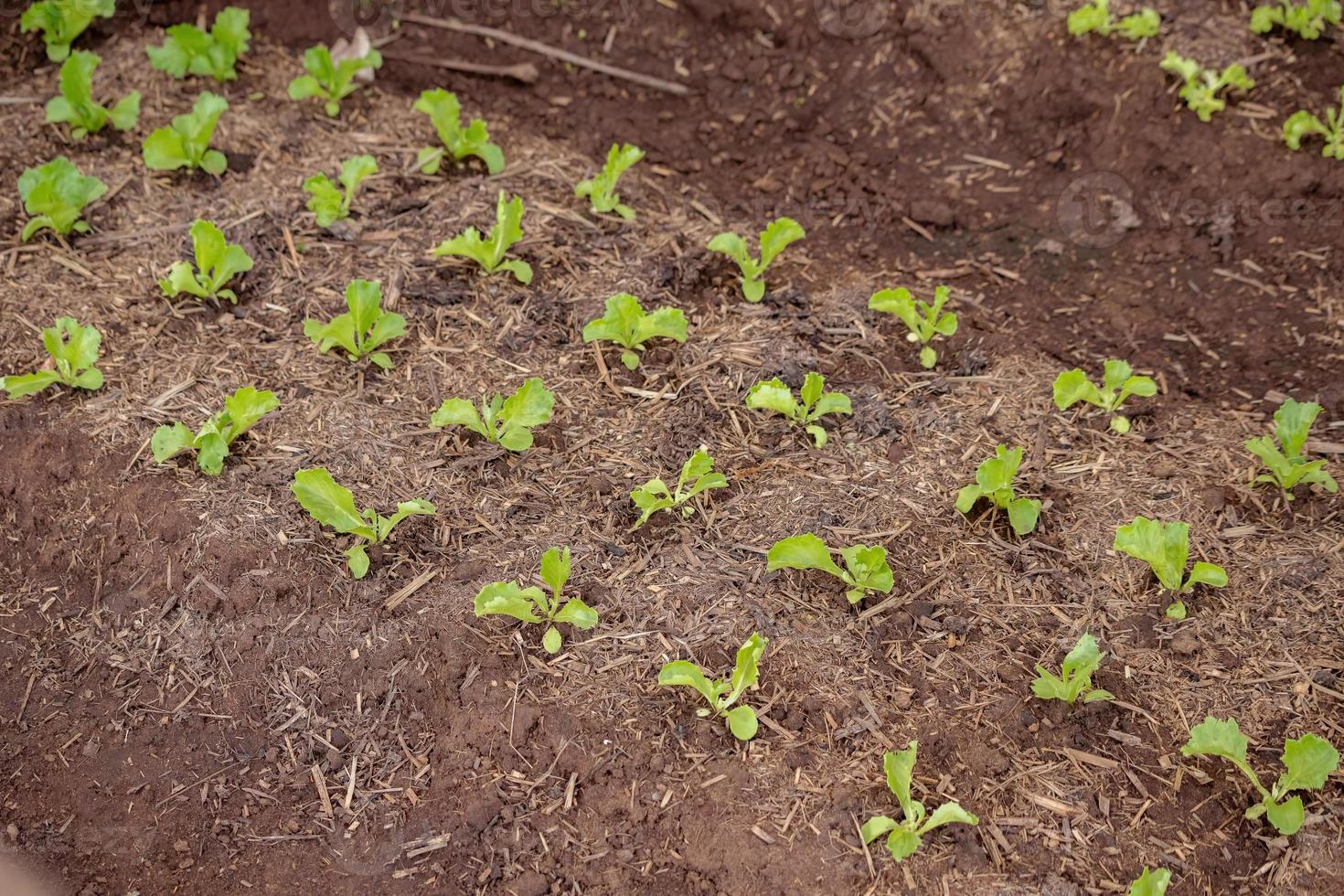 petits plants de laitue photo