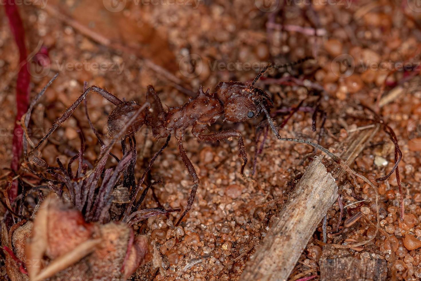 fourmi coupe-feuilles acromyrmex adulte photo