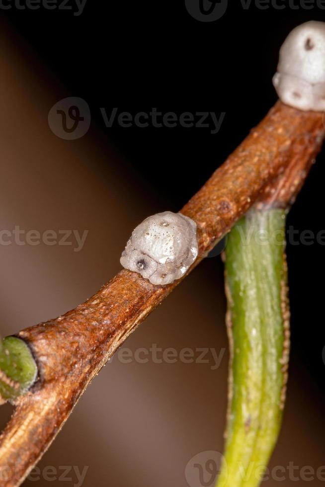 petite échelle de cire photo