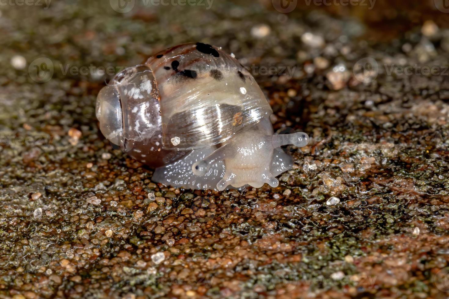 escargot géant africain photo