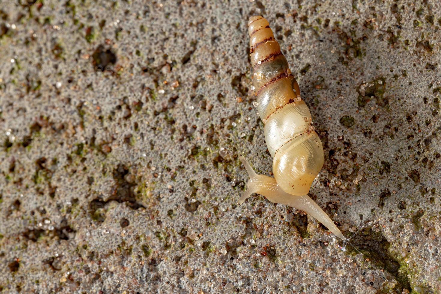 escargot miniature brésilien photo
