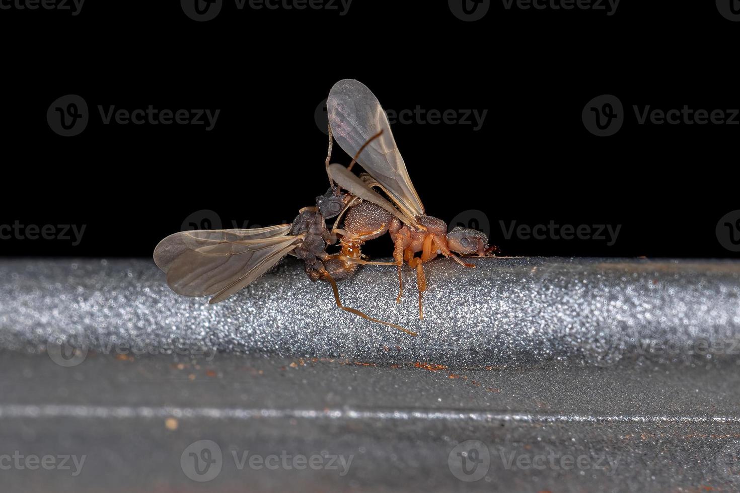 Accouplement de petites fourmis adultes qui poussent des champignons photo