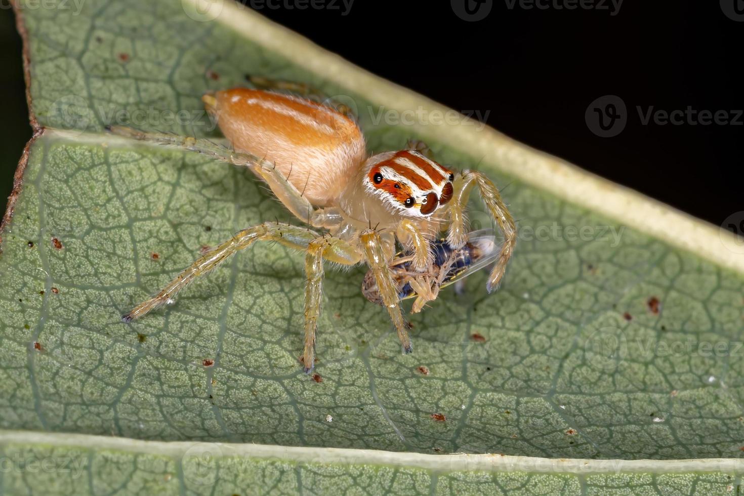 petite araignée sauteuse photo