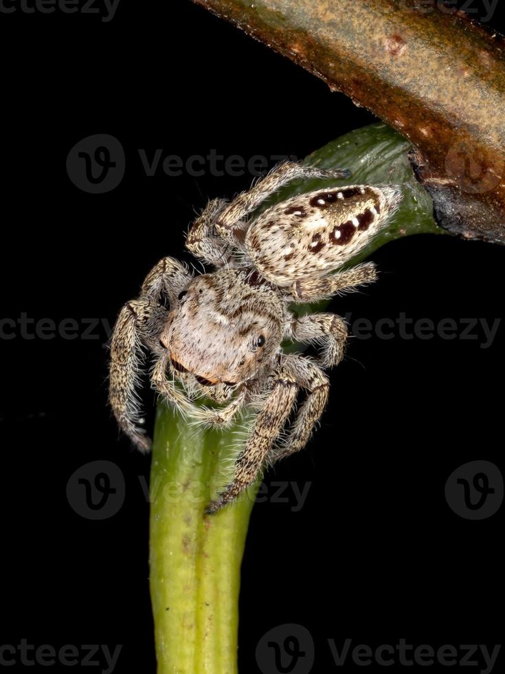 araignée sauteuse mâle photo