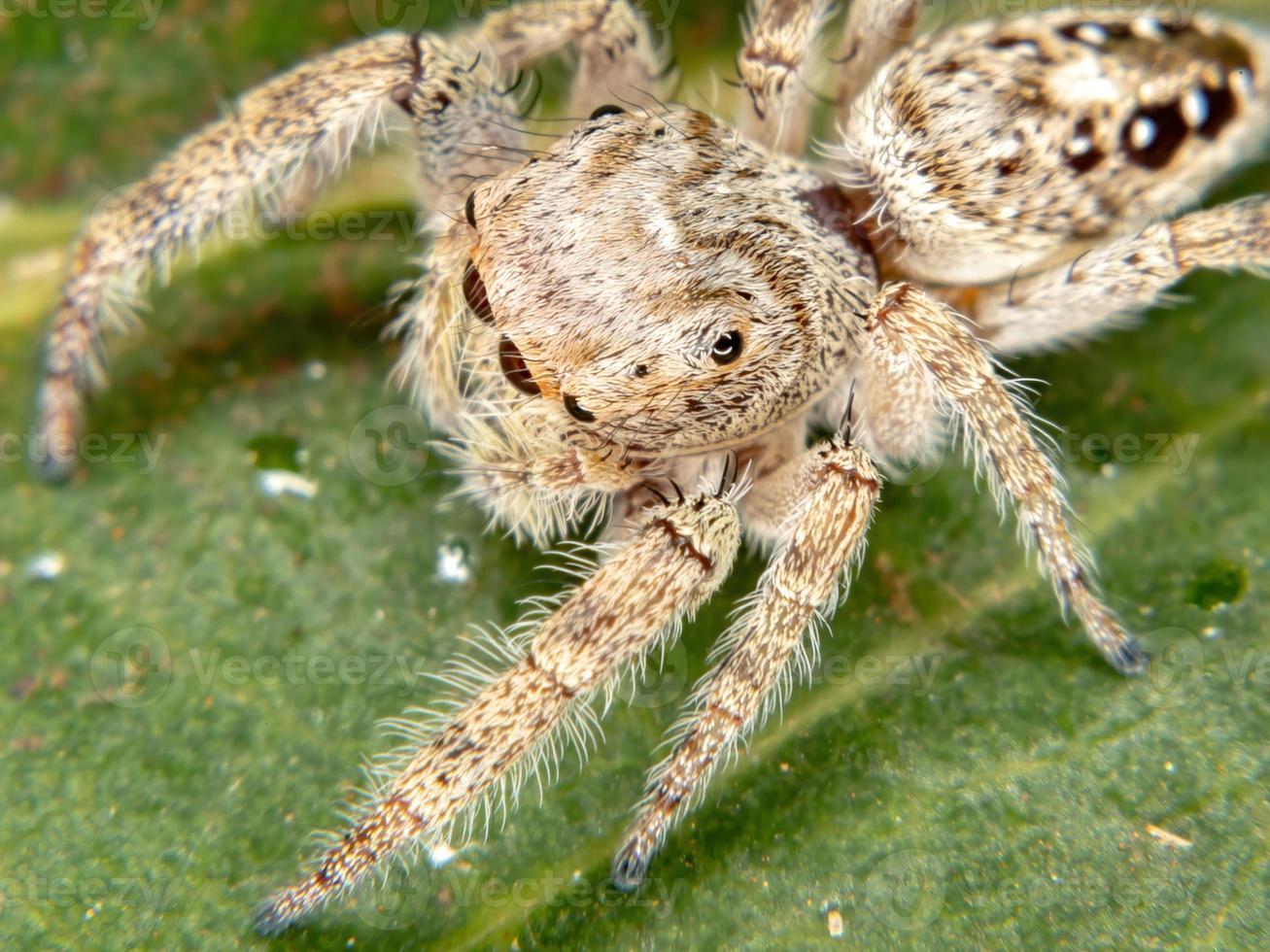 araignée sauteuse mâle photo