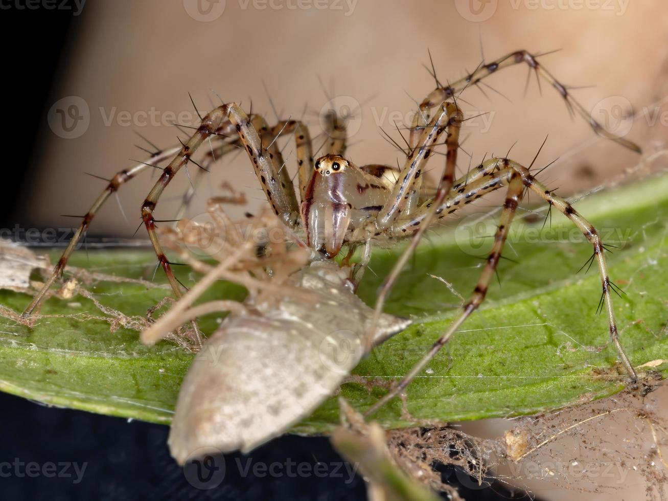 araignée lynx adulte photo