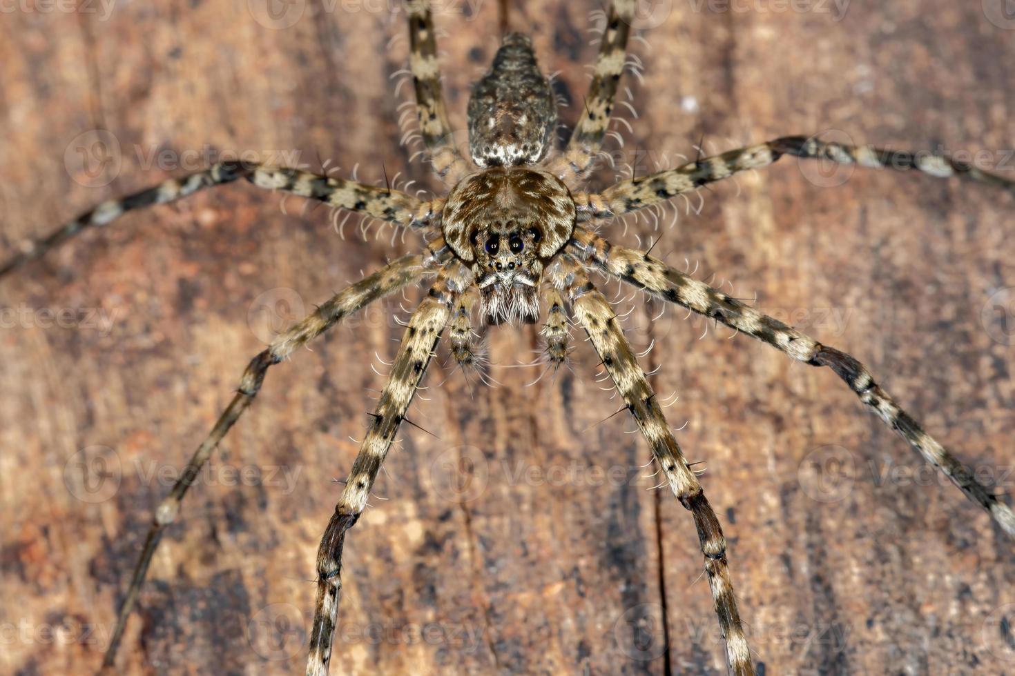 araignée trechaleid brésilienne photo