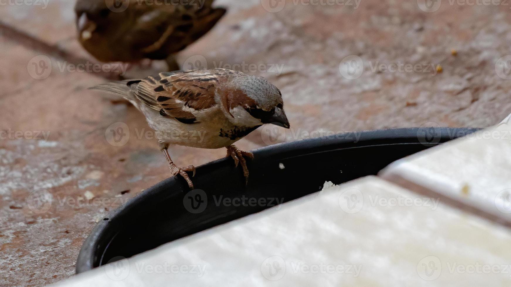 moineau domestique adulte photo