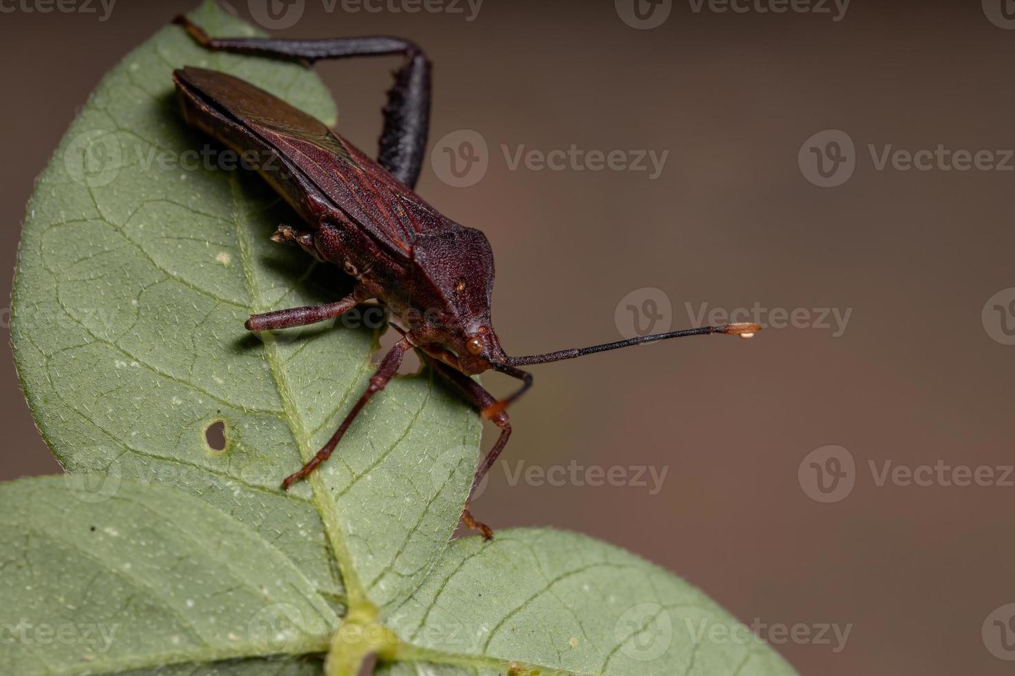 punaise à pieds feuille adulte photo