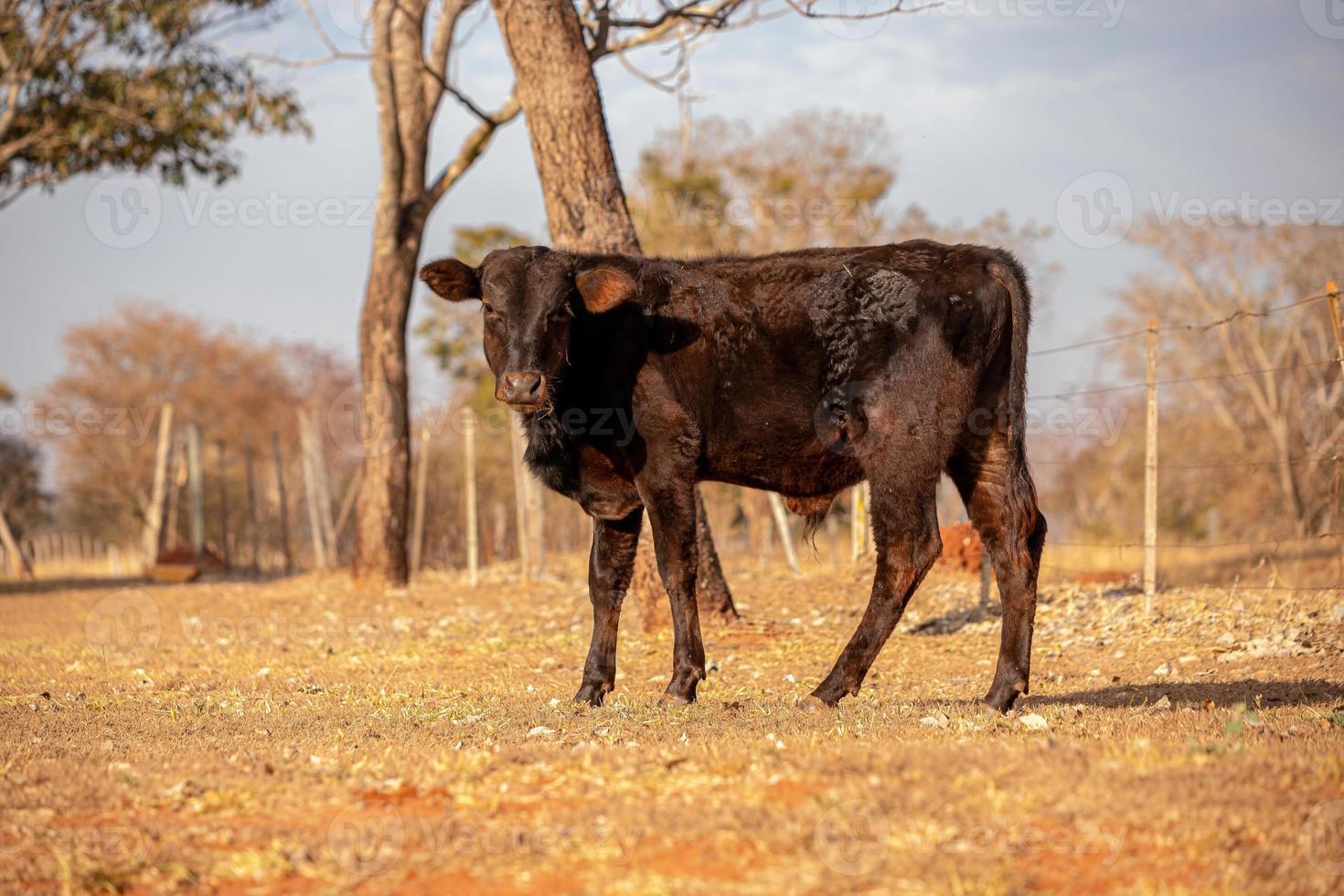 vache dans une ferme photo