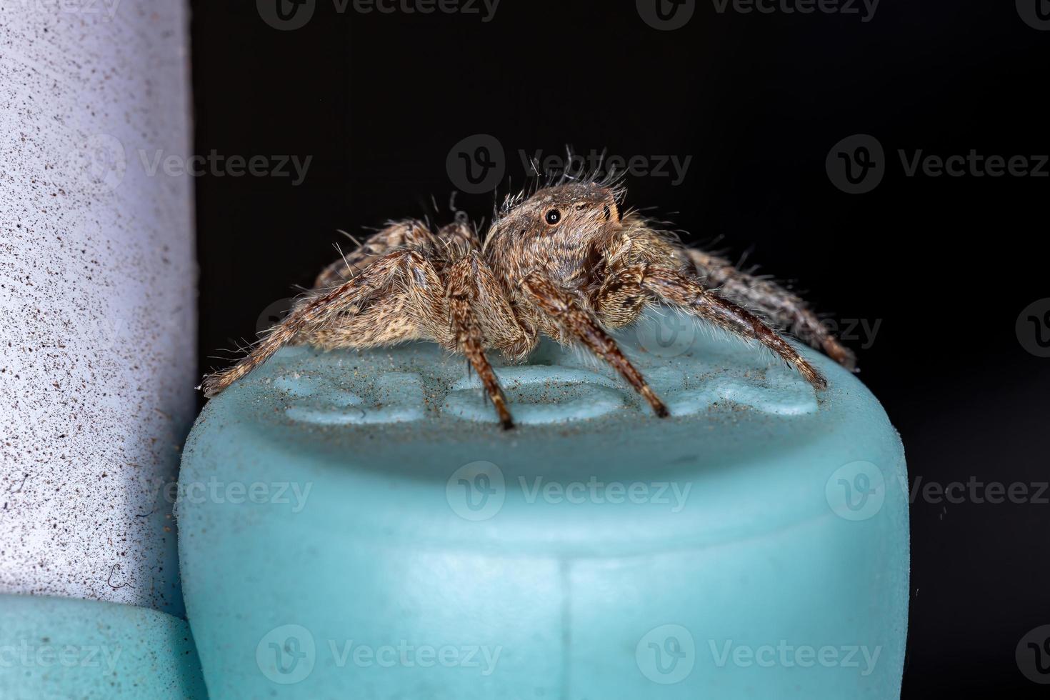 araignée sauteuse pantropicale photo