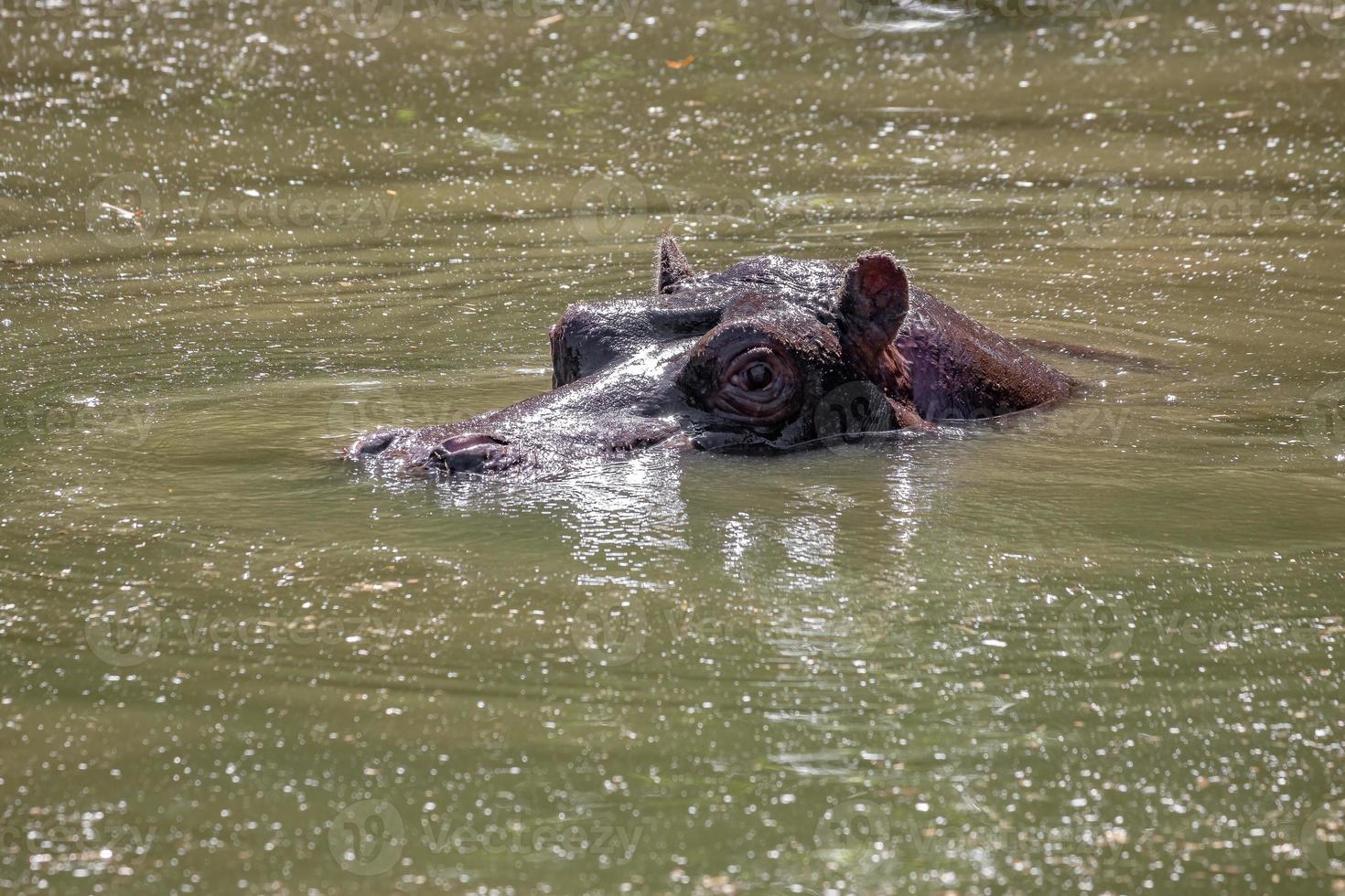 hippopotame dans l'eau photo