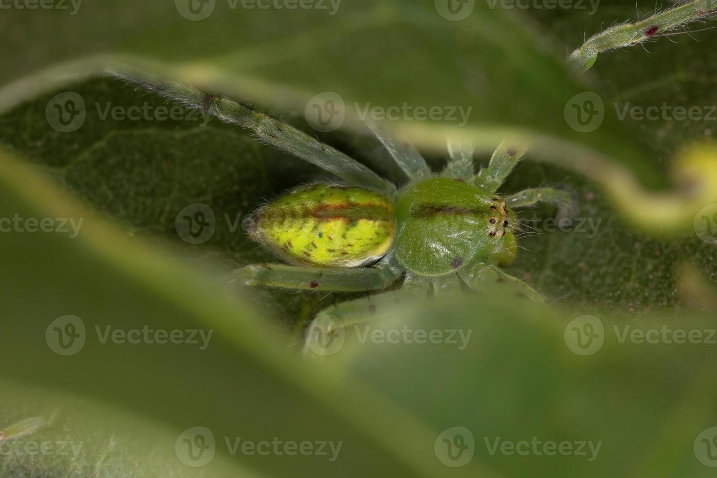 araignée chasseuse verte photo