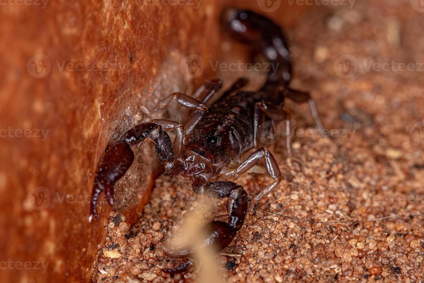 scorpion noir adulte photo