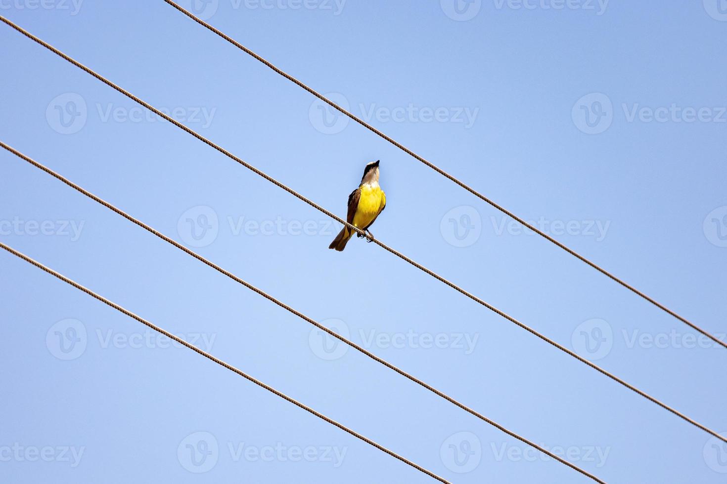 grand kiskadee adulte photo