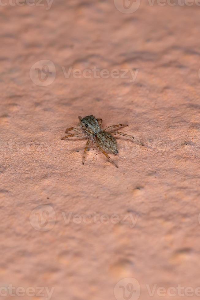 araignée sauteuse mur gris photo