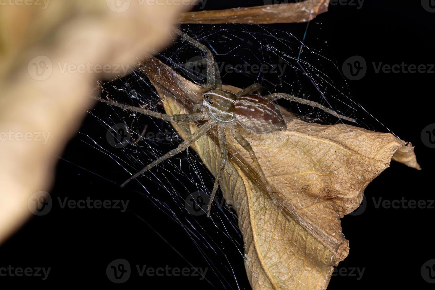 araignée de toile de pépinière photo