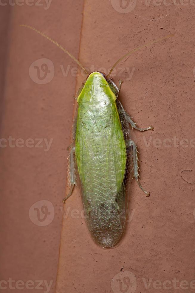 cafard géant vert photo