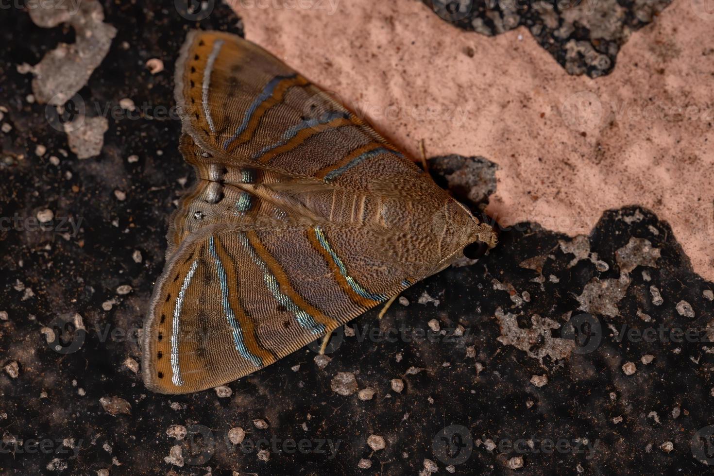 papillon de nuit brésilien photo